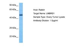 LMBRD1 Rabbit anti-Human, Polyclonal, Novus Biologicals 0.1 mL | Buy Online | Novus Biologicals | Fisher Scientific